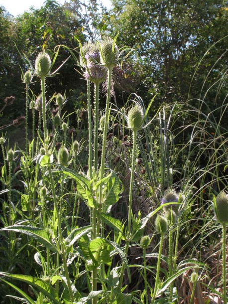 Изображение особи Dipsacus fullonum.