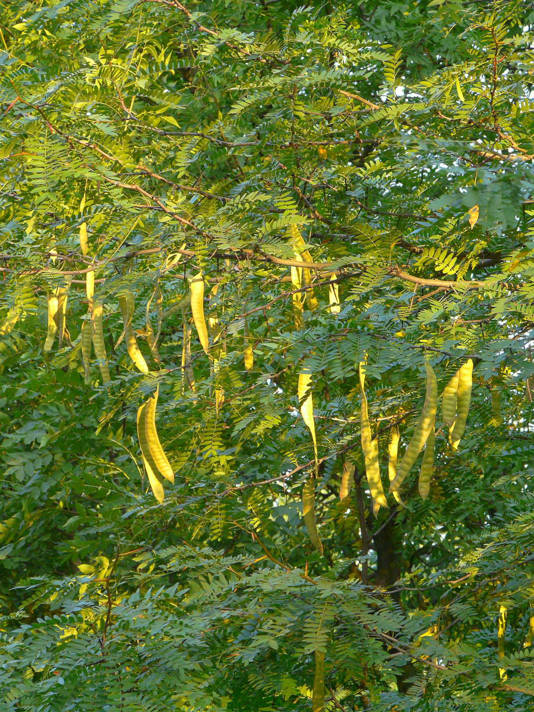 Image of Gleditsia triacanthos specimen.