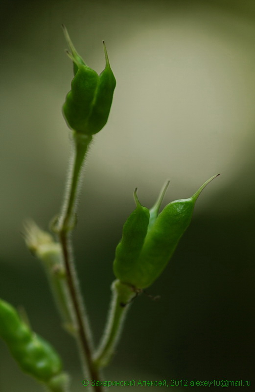 Image of Aconitum septentrionale specimen.