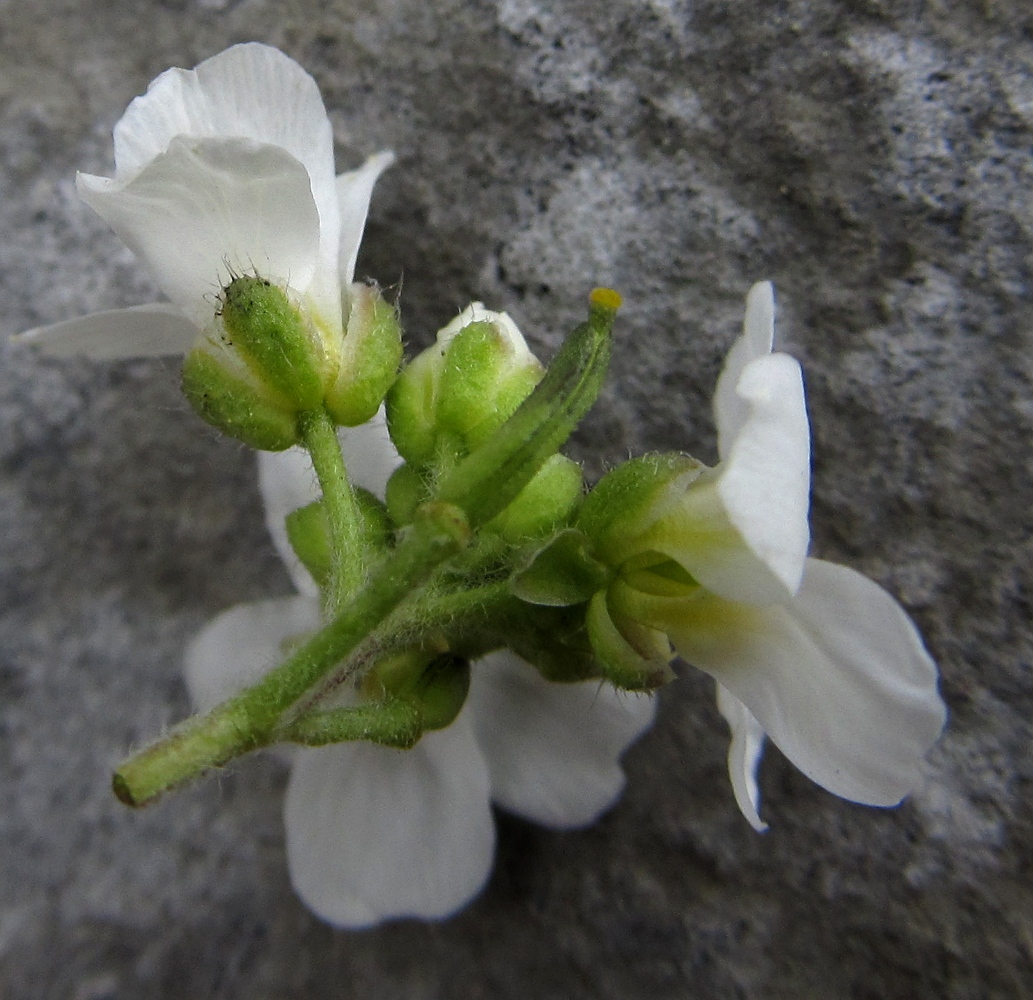 Image of Draba dedeana specimen.