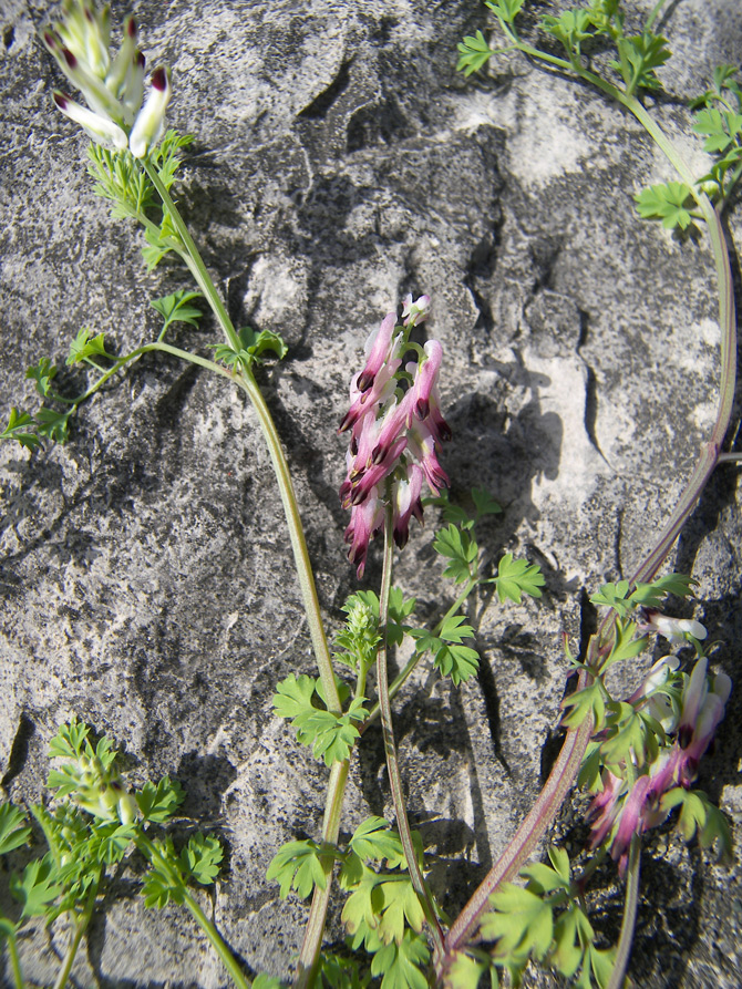 Image of Fumaria capreolata specimen.