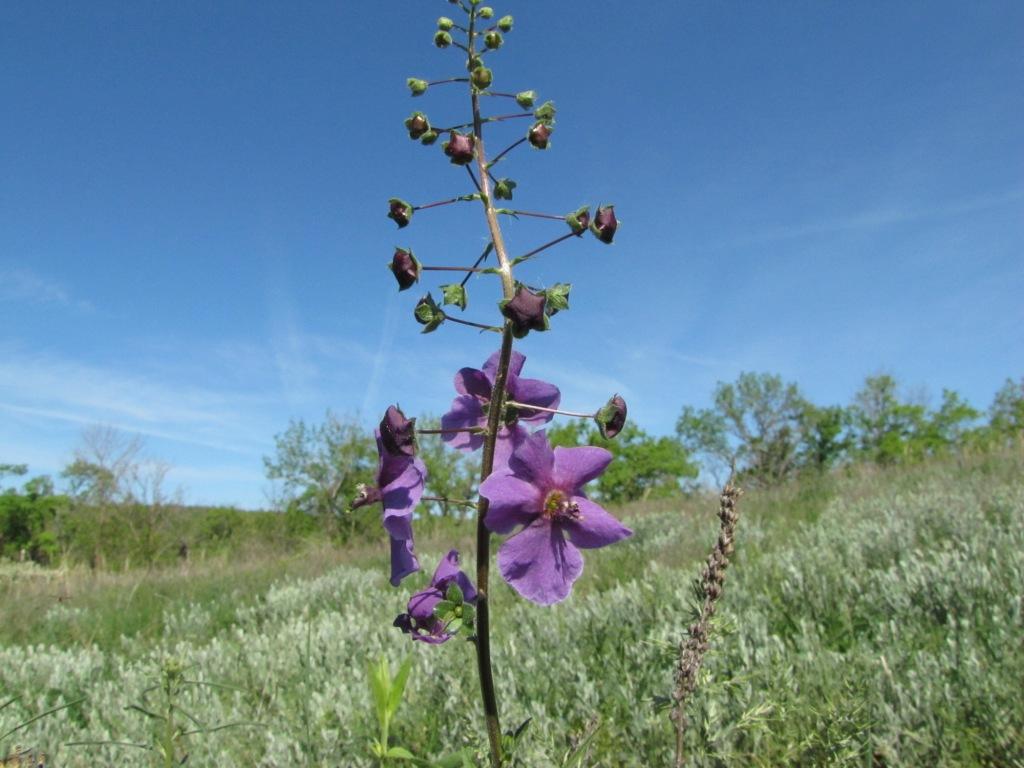 Изображение особи Verbascum phoeniceum.