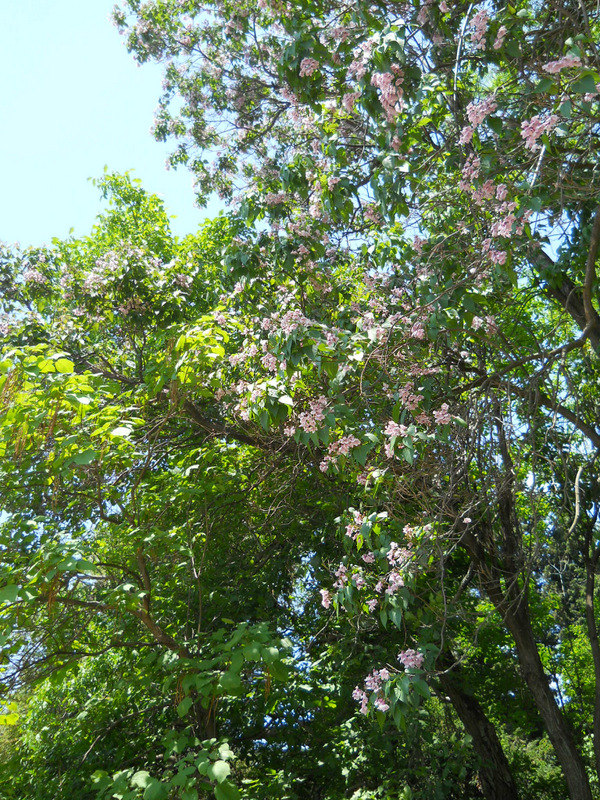 Изображение особи Catalpa fargesii f. duclouxii.