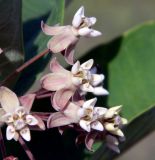 Asclepias syriaca