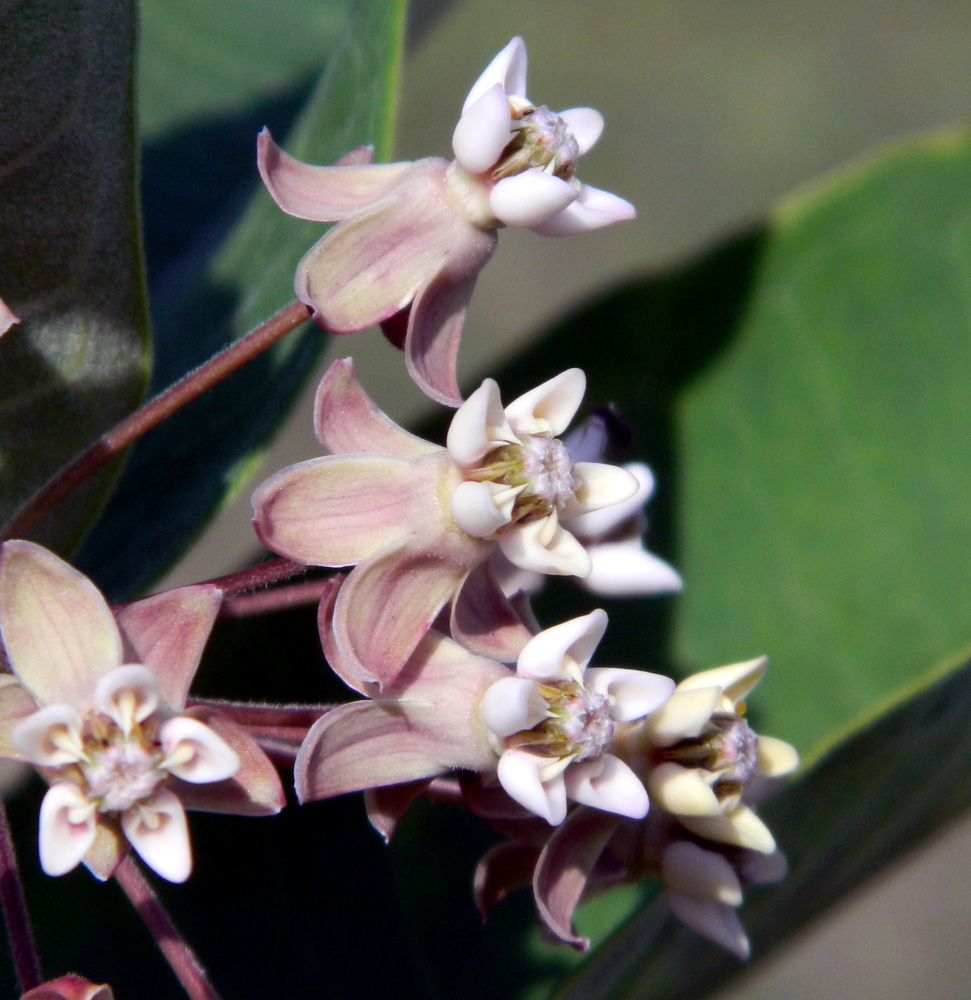 Изображение особи Asclepias syriaca.