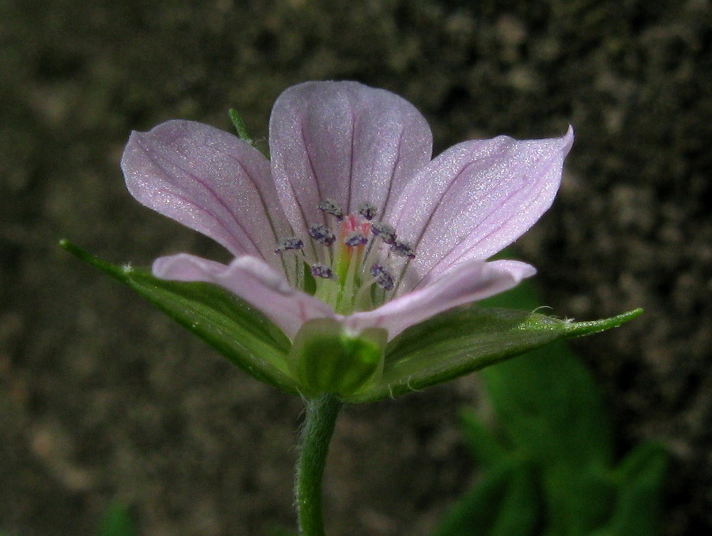 Image of Geranium sibiricum specimen.