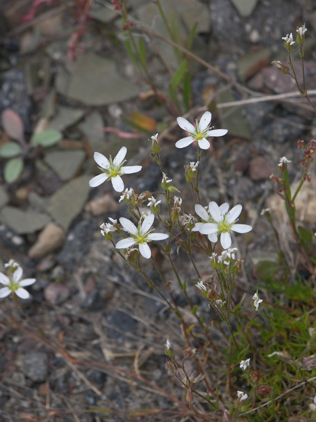 Image of Minuartia biebersteinii specimen.