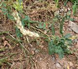 Astragalus rumpens