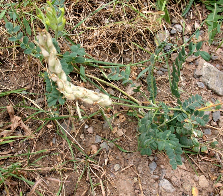 Image of Astragalus rumpens specimen.