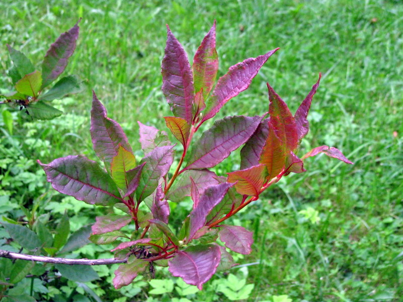 Image of Rhododendron vaseyi specimen.