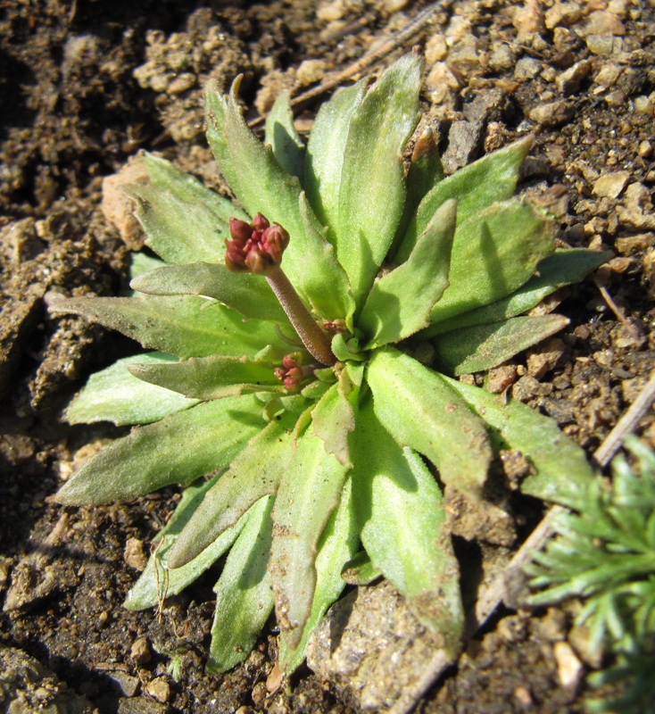 Image of Androsace lactiflora specimen.