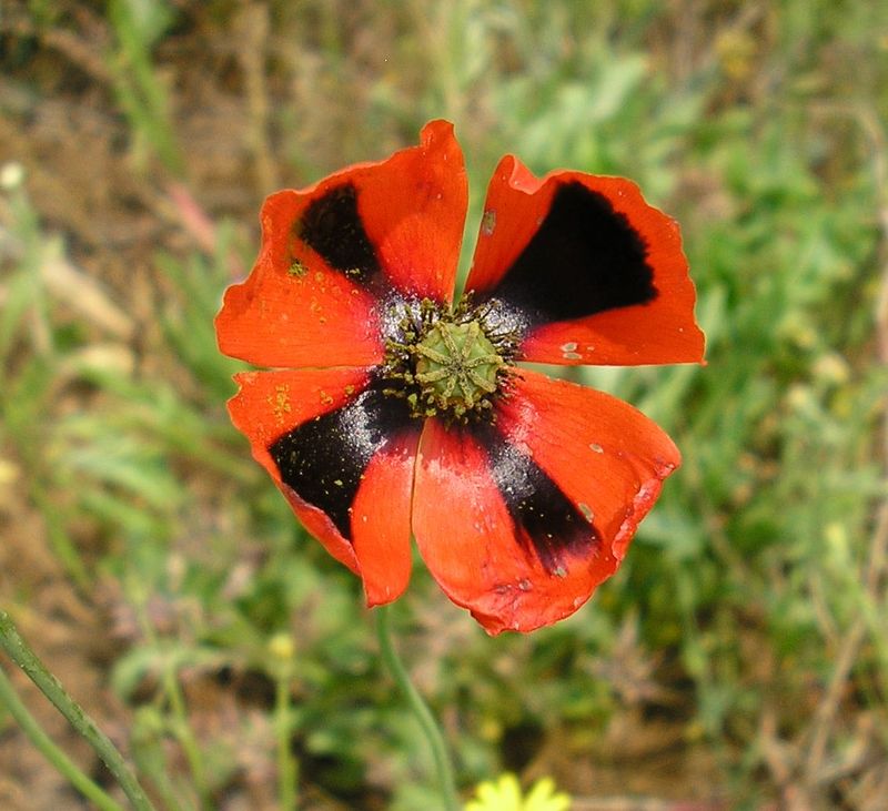 Image of Papaver laevigatum specimen.