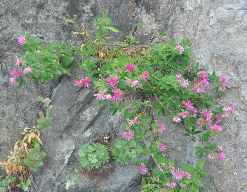 Image of Trifolium pacificum specimen.