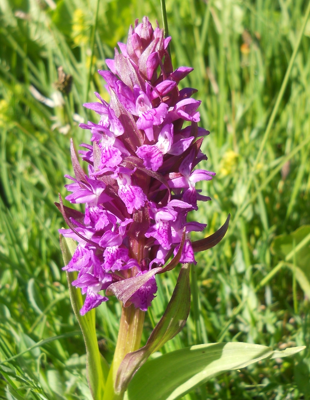 Изображение особи Dactylorhiza osmanica.