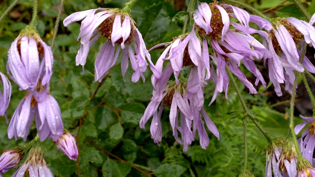 Image of Aster sibiricus specimen.