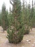 Смотреть изображение Cupressus sempervirens