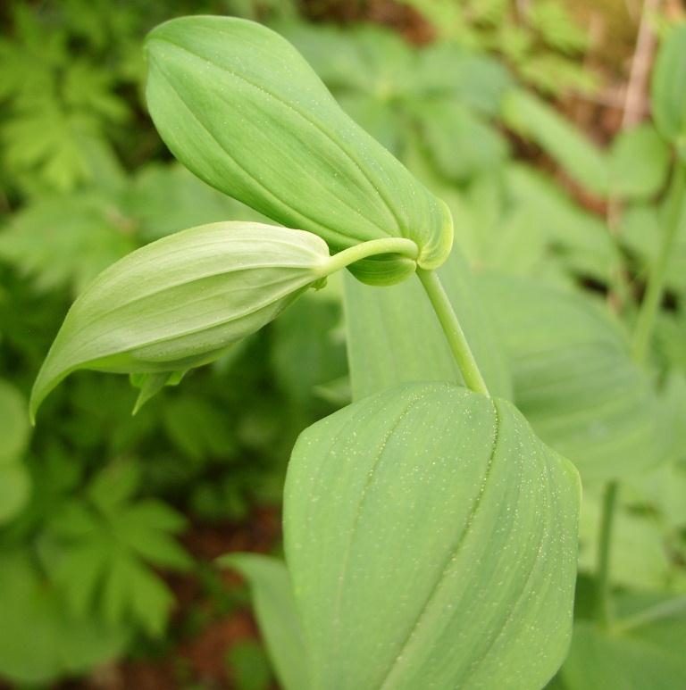 Изображение особи Streptopus amplexifolius.