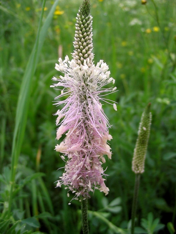 Image of Plantago media specimen.