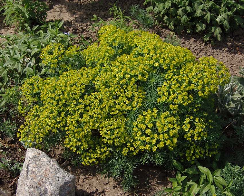 Image of Euphorbia cyparissias specimen.