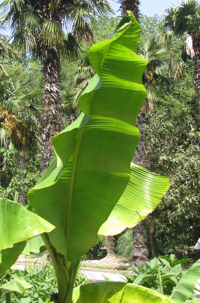 Image of Musa basjoo specimen.