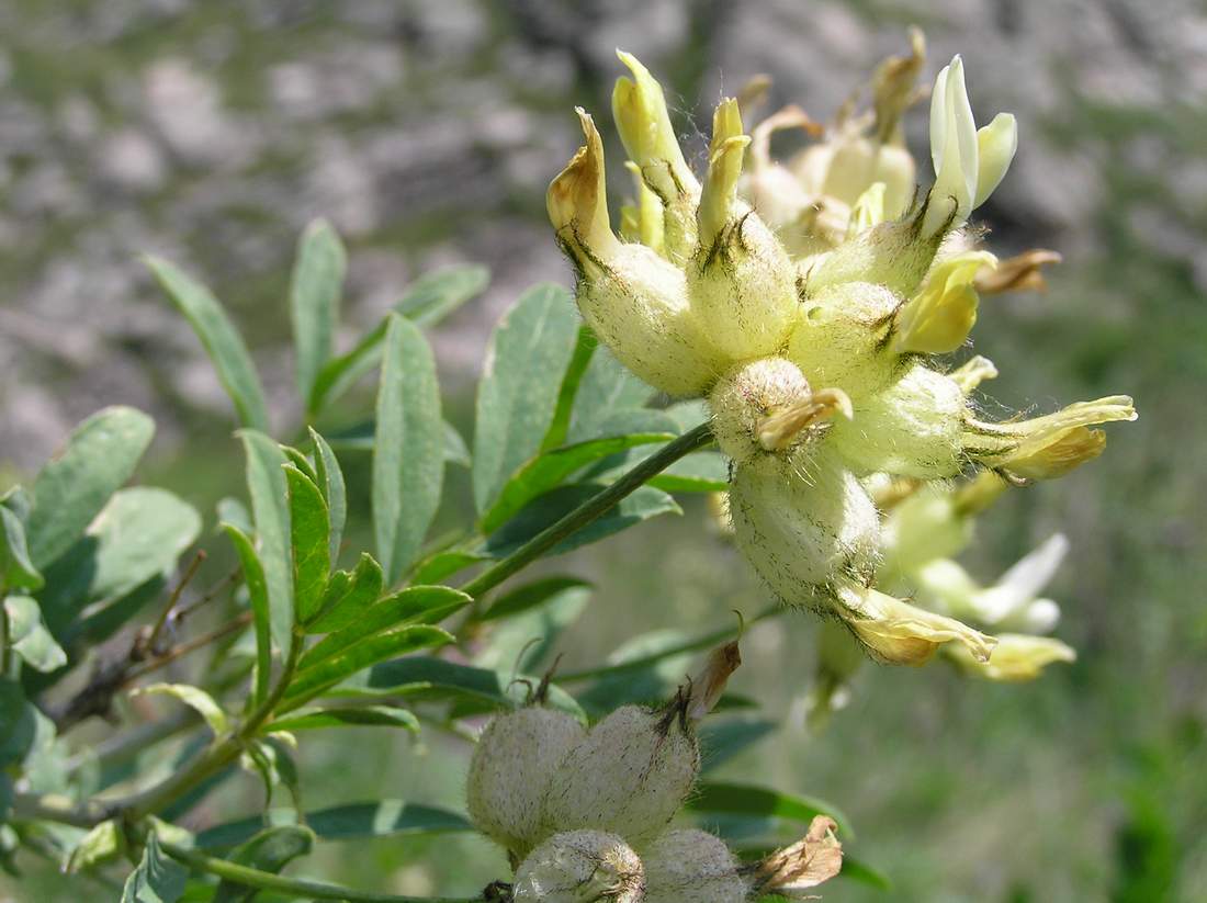 Image of Astragalus xanthotrichos specimen.