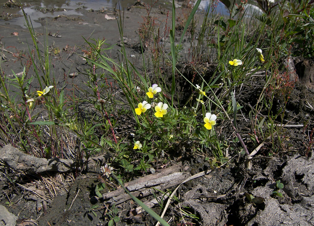 Изображение особи Viola tricolor ssp. alpestris.