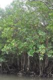 Xylocarpus granatum. Плодоносящие деревья. Таиланд, национальный парк Си Пханг-нга. 20.06.2013.