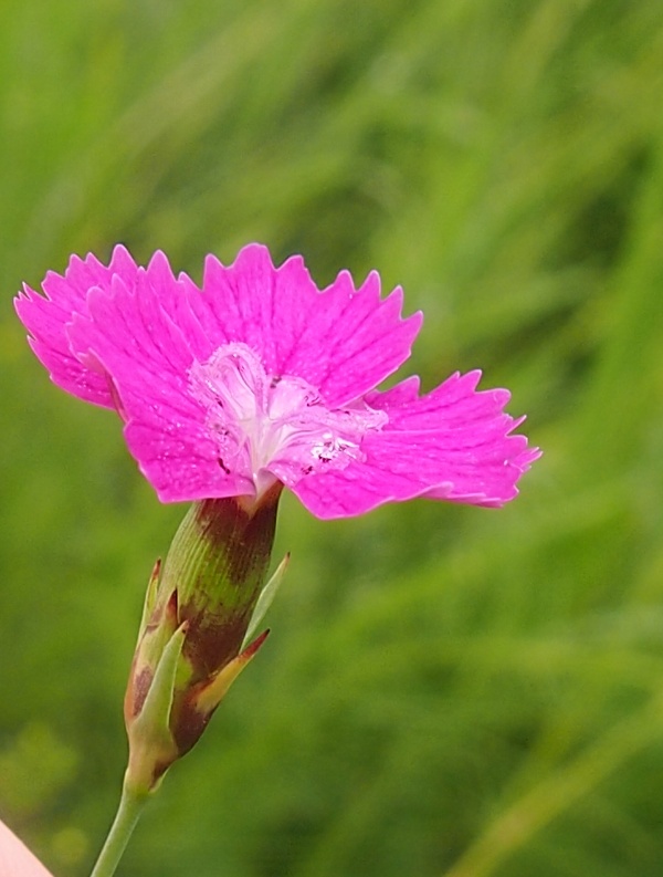 Image of Dianthus versicolor specimen.