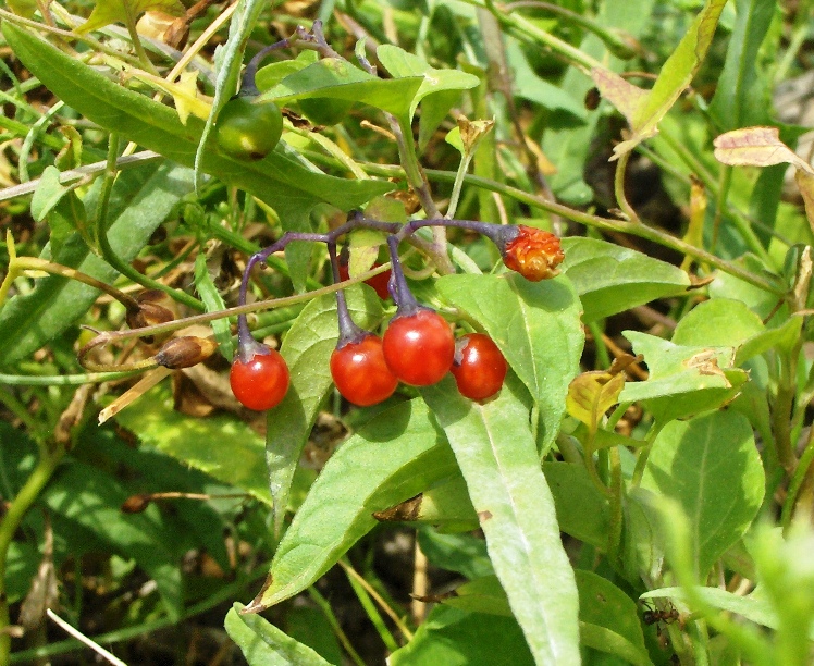 Image of Solanum dulcamara specimen.