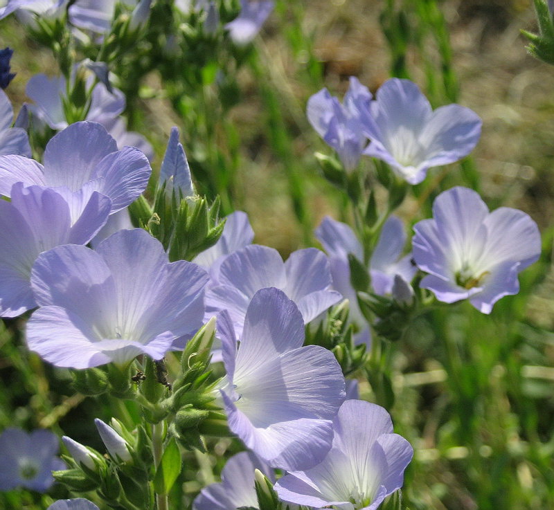 Изображение особи Linum lanuginosum.