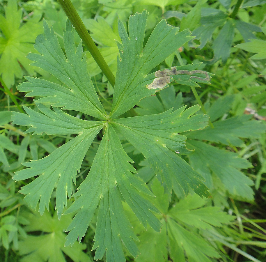 Image of Trollius vicarius specimen.