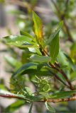 Salix phylicifolia. Часть веточки с соплодиями. Карелия, берег небольшого островка на оз. Топозеро. 13.06.2013.