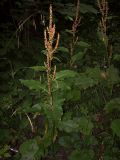 Rumex obtusifolius