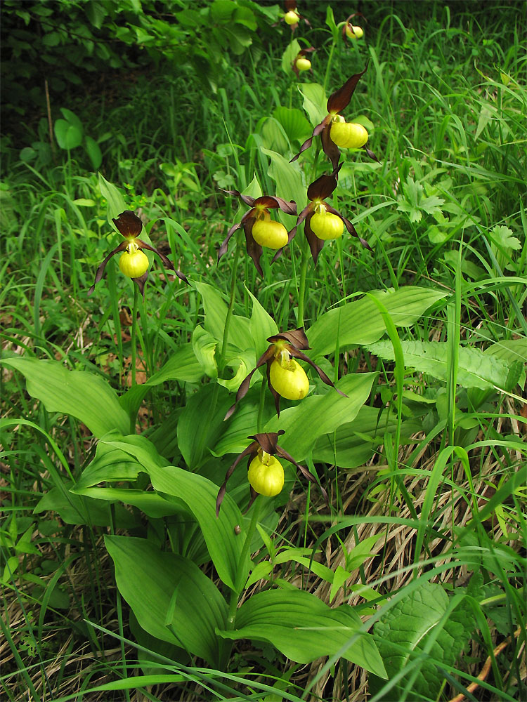 Image of Cypripedium calceolus specimen.