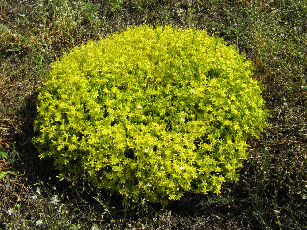 Image of Sedum acre specimen.