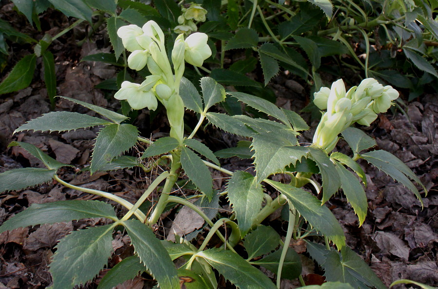 Image of Helleborus argutifolius specimen.