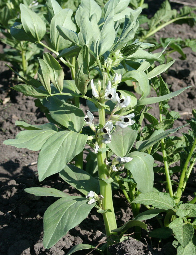 Image of Vicia faba specimen.