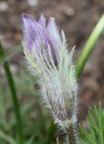 Pulsatilla vulgaris