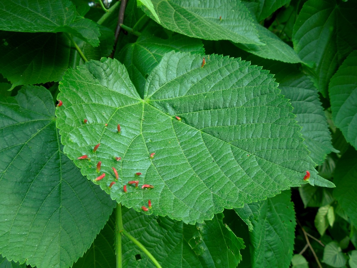 Image of genus Tilia specimen.