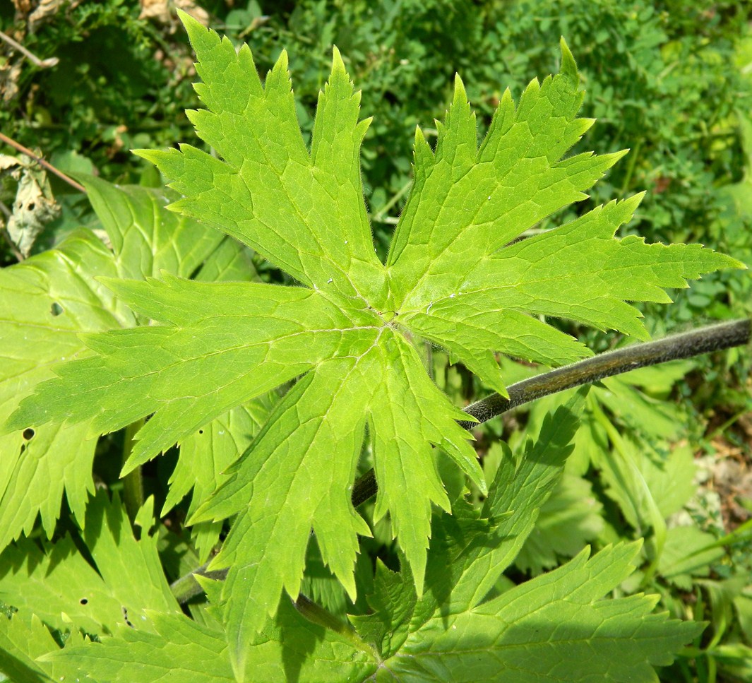 Изображение особи Aconitum septentrionale.