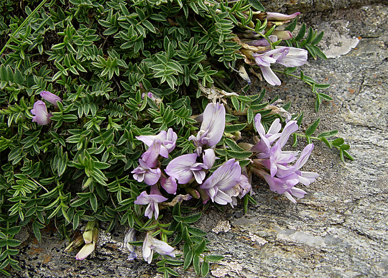 Image of Astragalus levieri specimen.