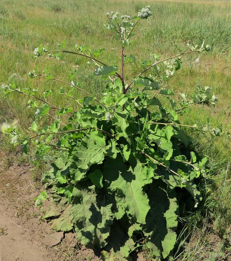 Изображение особи Arctium tomentosum.