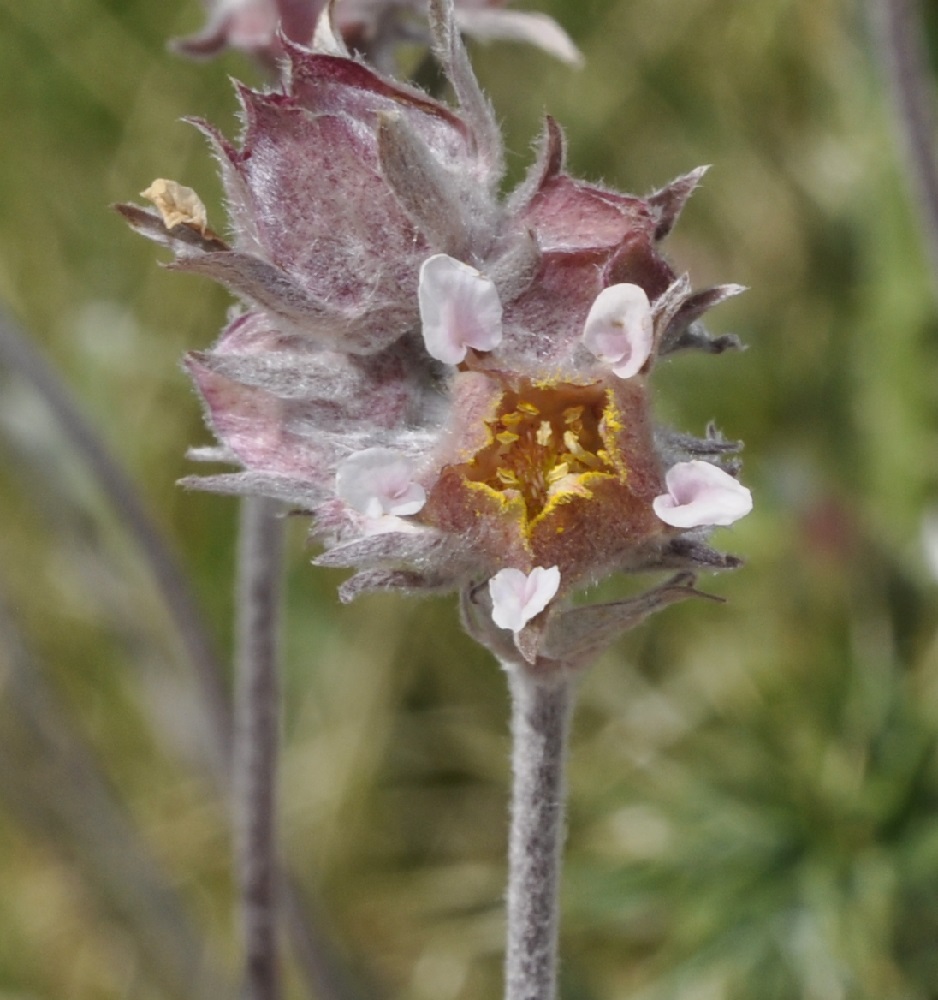 Изображение особи Potentilla deorum.