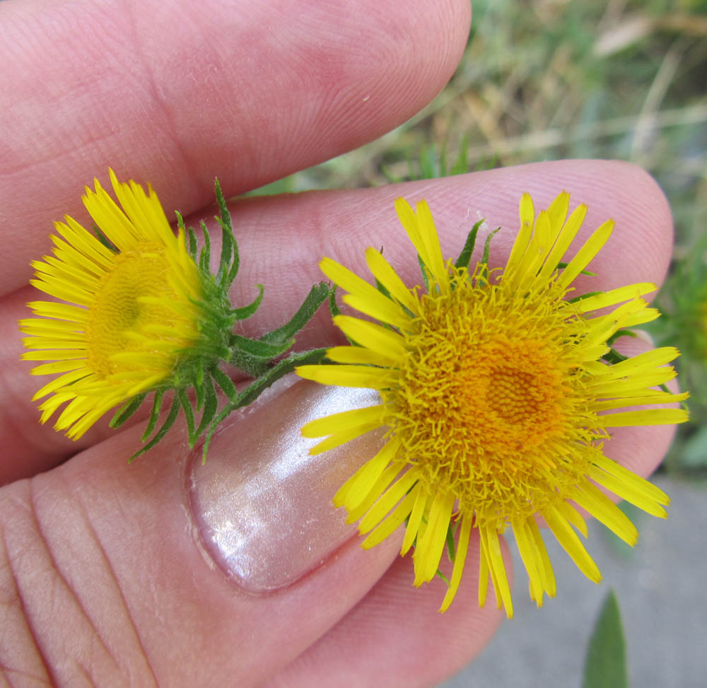 Image of Inula britannica specimen.