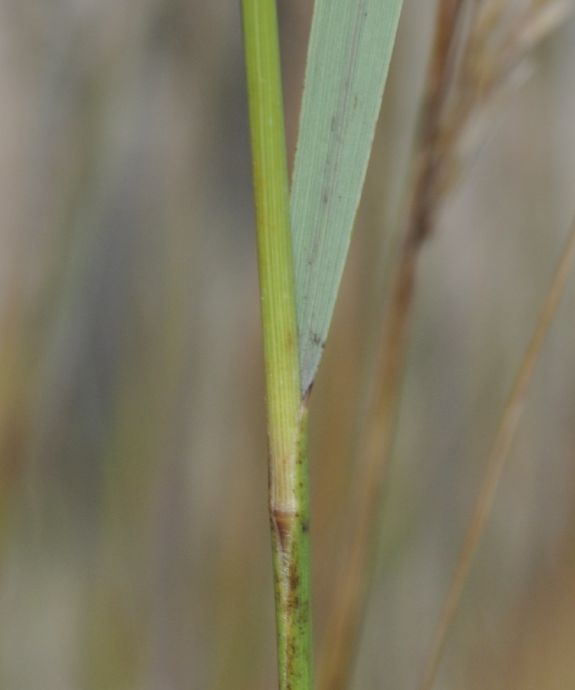 Изображение особи Achnatherum calamagrostis.