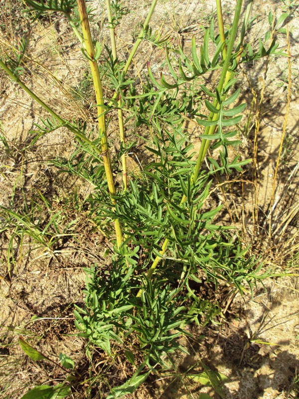 Image of Centaurea scabiosa specimen.