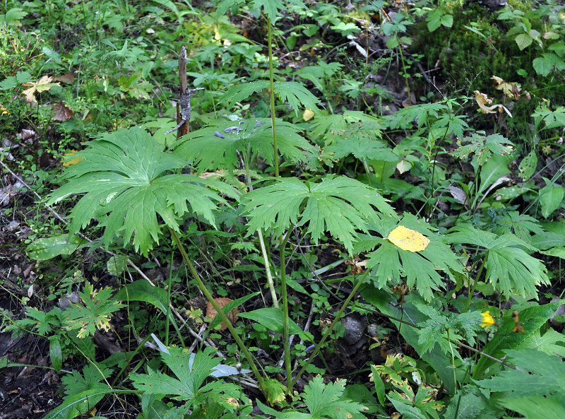 Image of Aconitum septentrionale specimen.