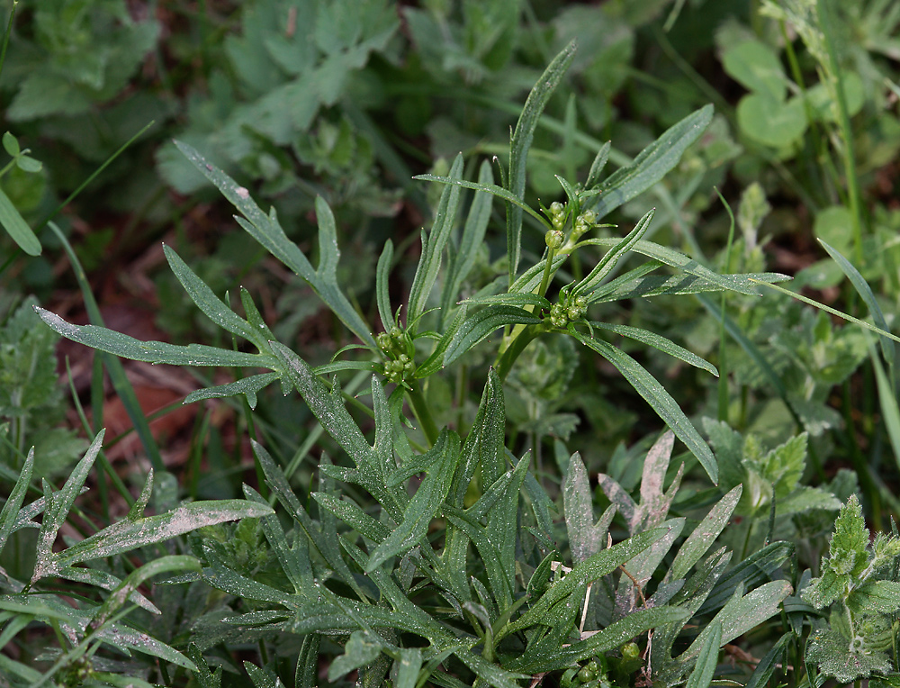 Image of Ranunculus acris specimen.