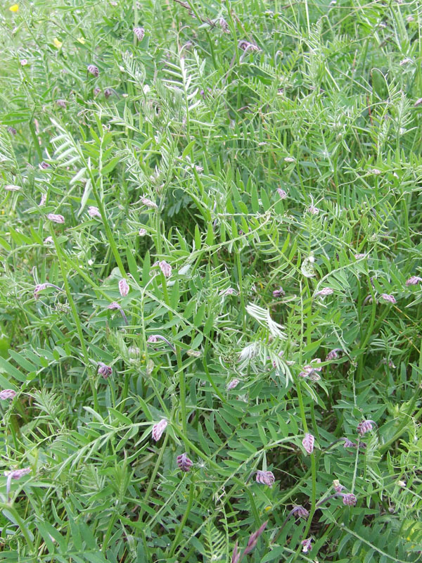 Image of Vicia cracca specimen.