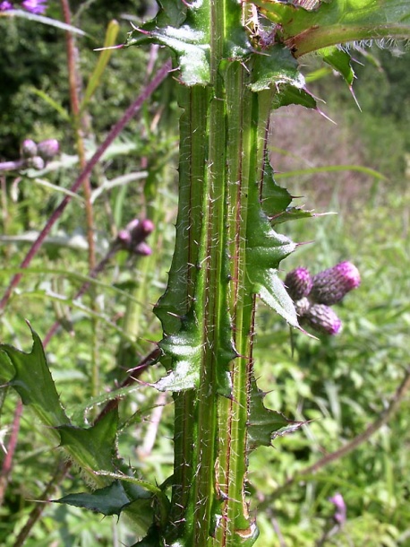 Изображение особи Cirsium palustre.